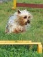 /album/australsky-silky-terier/is-2-jpg/